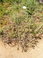 Nepeta mussinii - Nepeta racemosa (en Corse) (01) (Photo F. Mrugala)